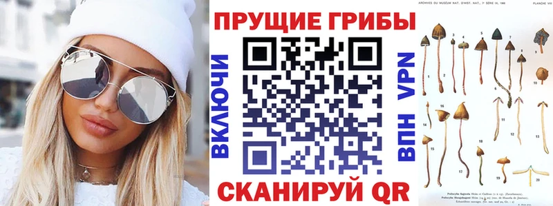 Галлюциногенные грибы Psilocybine cubensis  Аксай 